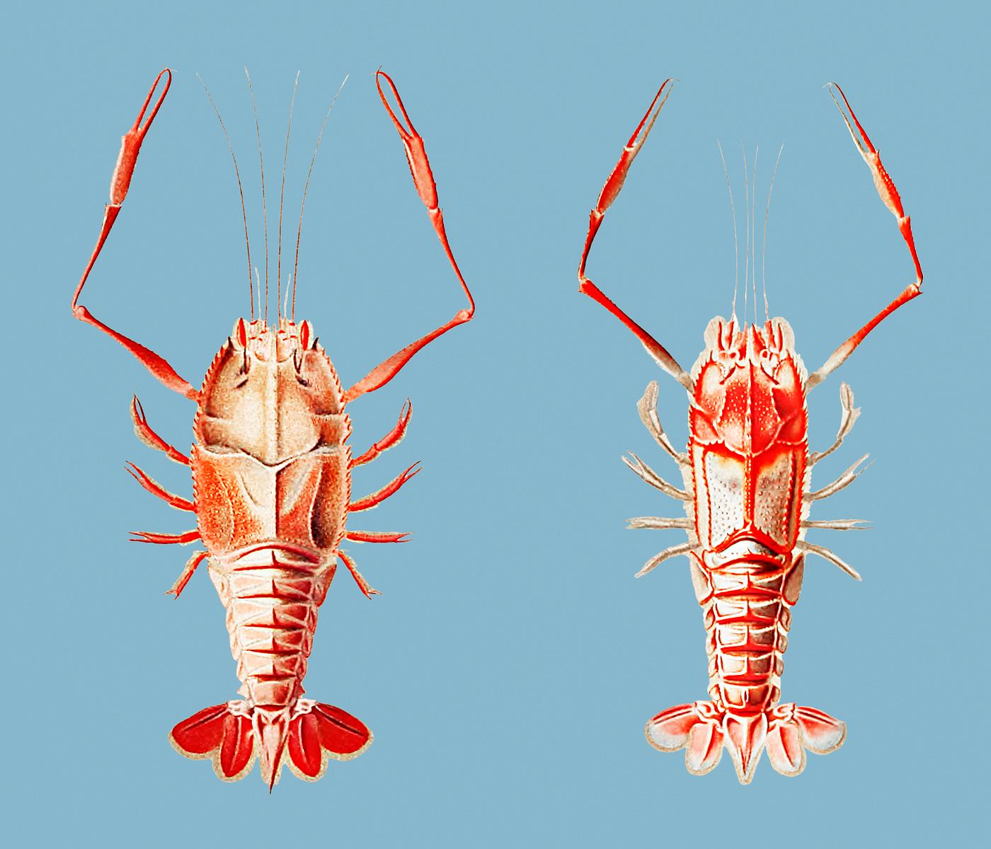 Polycheles typhlops Polycheles typhlops, a deep sea decapod crustacean illustration