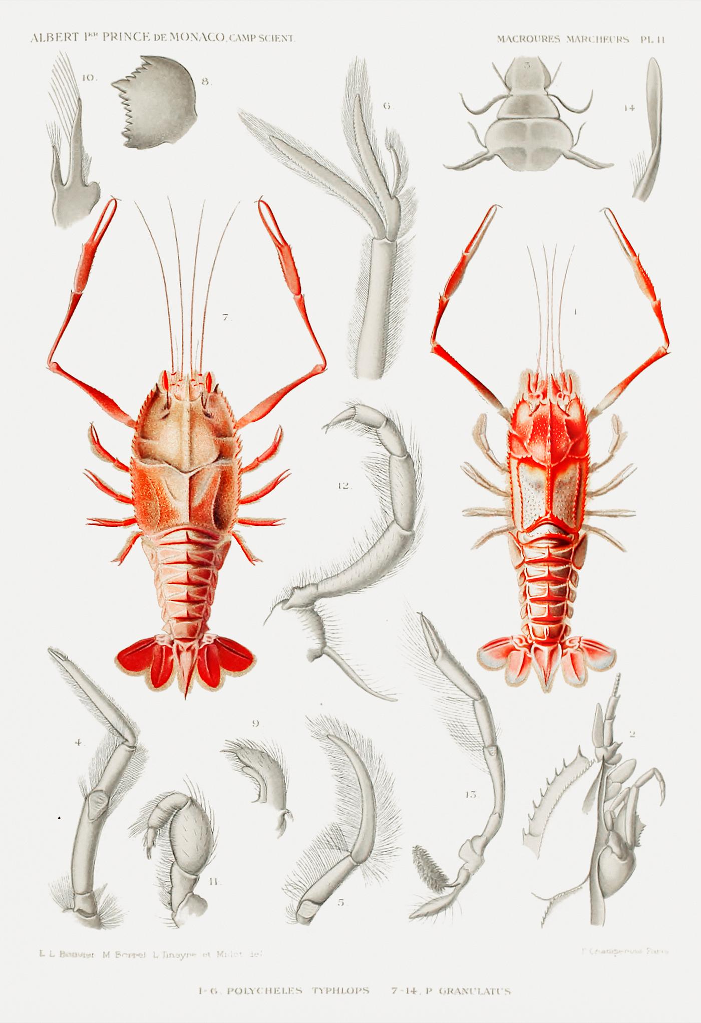 Shrimps' external and internal organs illustration from Résultats des Campagnes Scientifiques by Albert I, Prince... Shrimps' external and internal organs illustration from Résultats des Campagnes Scientifiques by Albert I, Prince...