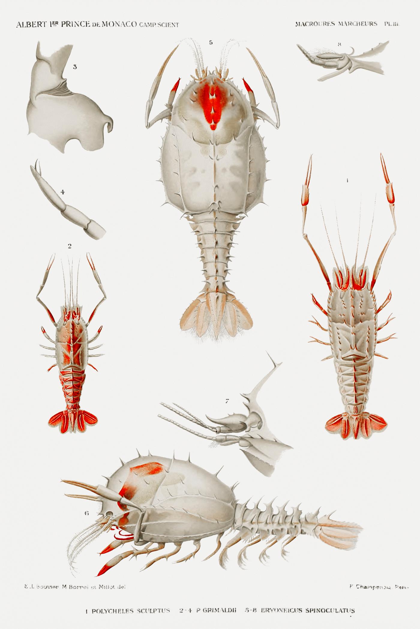Decapod varieties set illustration from Résultats des Campagnes Scientifiques by Albert I, Prince of Monaco (1848... Decapod varieties set illustration from Résultats des Campagnes Scientifiques by Albert I, Prince of Monaco (1848...