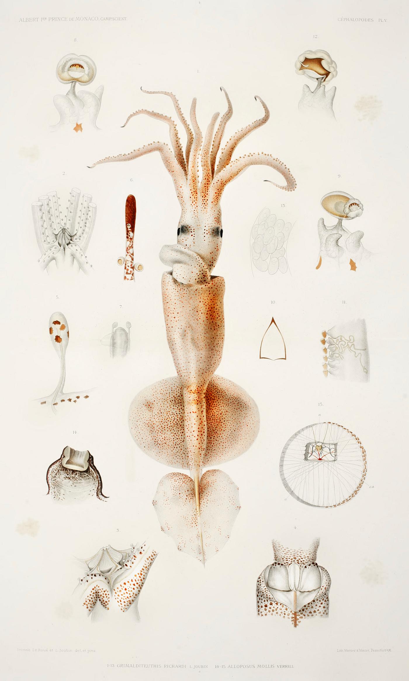 Grimaldi scaled squid's external and internal organs from Résultats des Campagnes Scientifiques by Albert I,... Grimaldi scaled squid's external and internal organs from Résultats des Campagnes Scientifiques by Albert I,...