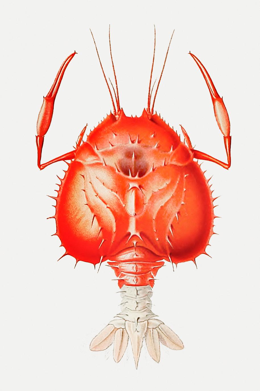 Eryoneicus richardi, a decapod crustacean illustration Eryoneicus richardi, a decapod crustacean illustration