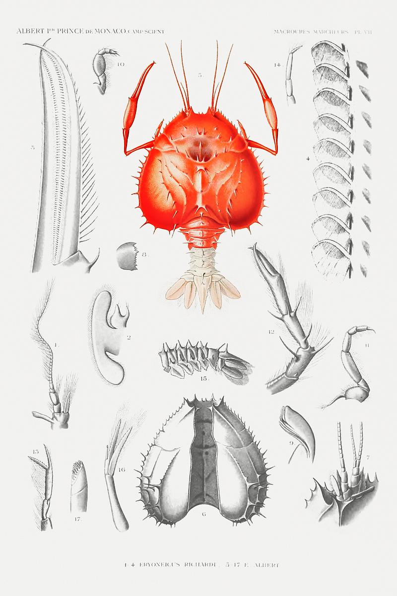 Illustration of a shrimp's external and internal organs from Résultats des Campagnes Scientifiques by Albert I, Prince of Monaco (1848–1922). Original from Biodiversity Heritage Library. Digitally enhanced by rawpixel. Illustration of a shrimp's external and internal organs from Résultats des Campagnes Scientifiques by Albert I, Prince…