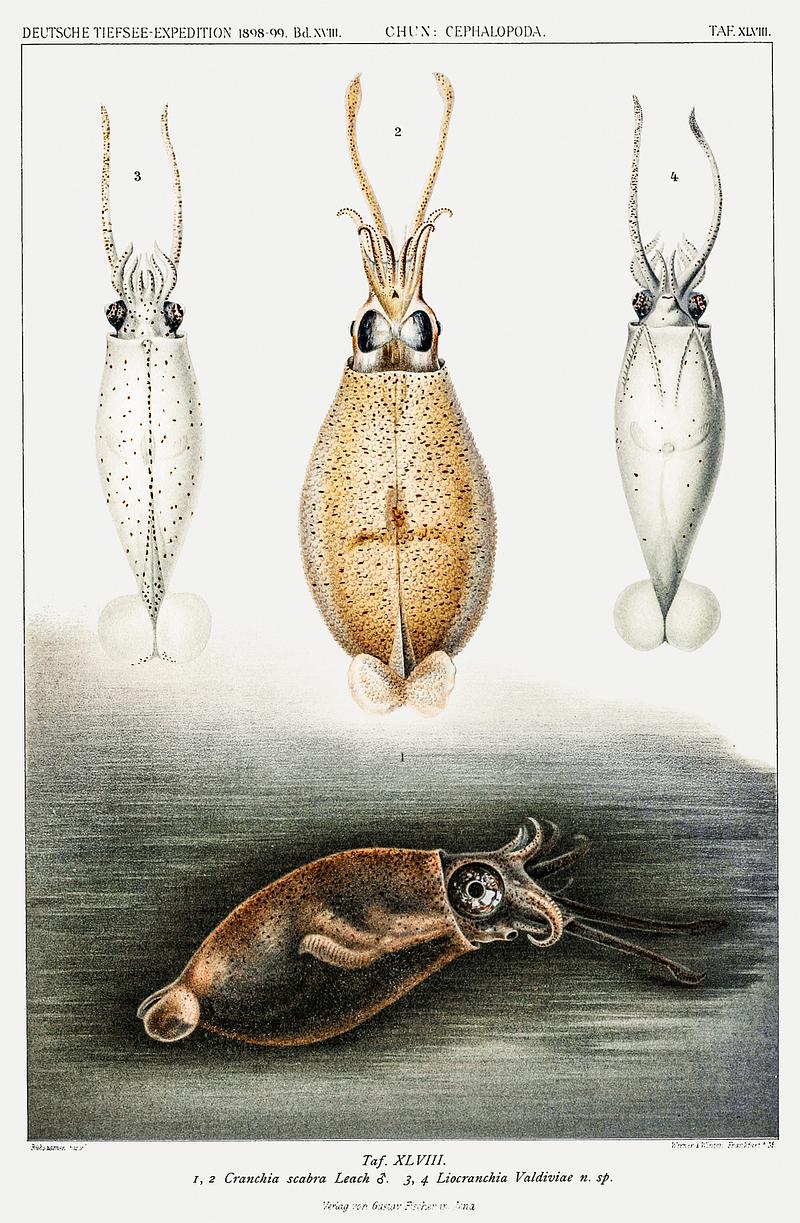 Glass squids illustration from Deutschen Tiefsee-Expedition (German Deep Sea Expedition) (1898–1899) by Carl Chun. Original from Biodiversity Heritage Library. Digitally enhanced by rawpixel. Glass squids illustration from Deutschen Tiefsee-Expedition (German Deep Sea Expedition) (1898–1899) by Carl Chun.…