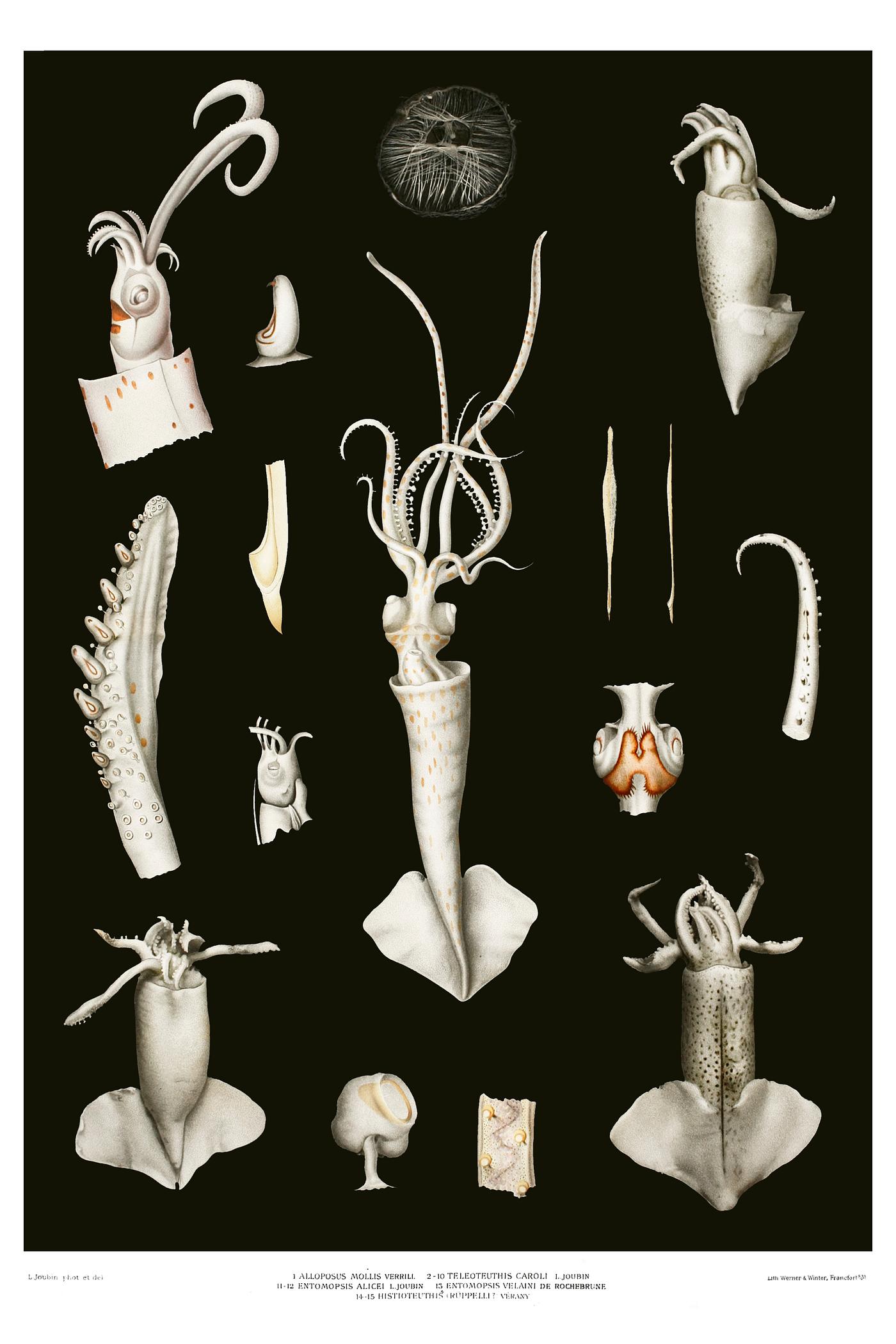 Squid varieties set illustration from Résultats des Campagnes Scientifiques by Albert I, Prince of Monaco (1848... Squid varieties set illustration from Résultats des Campagnes Scientifiques by Albert I, Prince of Monaco (1848...