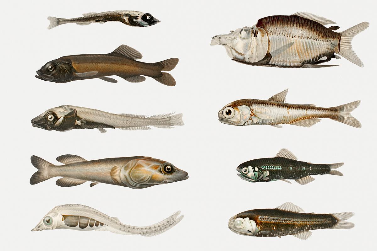 Download Fish varieties | Royalty free stock psd mockup | High Resolution design