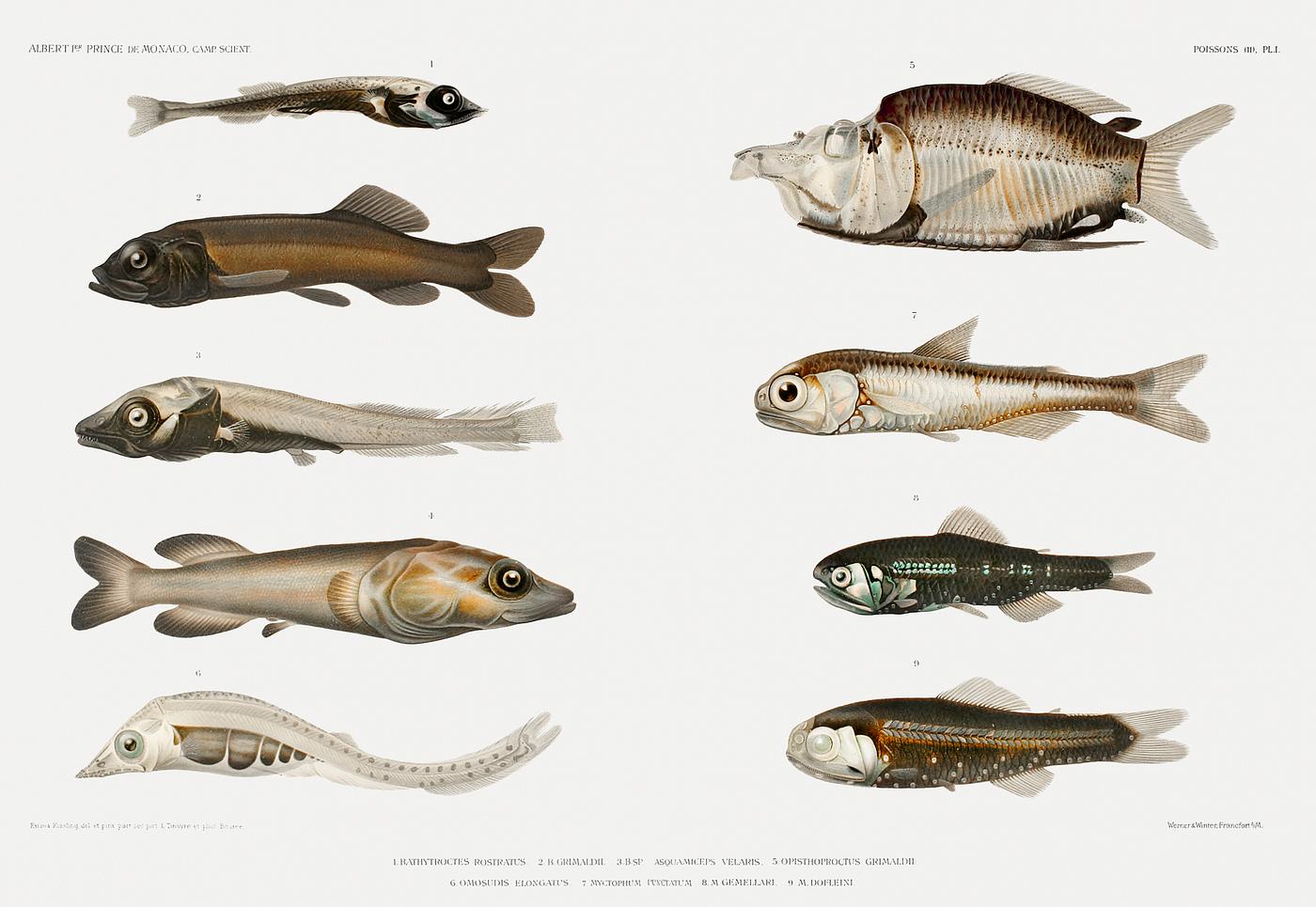 Fish varieties set illustration from Résultats des Campagnes Scientifiques by Albert I, Prince of Monaco (1848–... Fish varieties set illustration from Résultats des Campagnes Scientifiques by Albert I, Prince of Monaco (1848–...