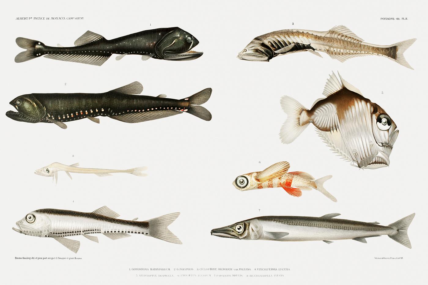 Deep sea fish varieties set illustration from Résultats des Campagnes Scientifiques by Albert I, Prince of Monaco (... Deep sea fish varieties set illustration from Résultats des Campagnes Scientifiques by Albert I, Prince of Monaco (...