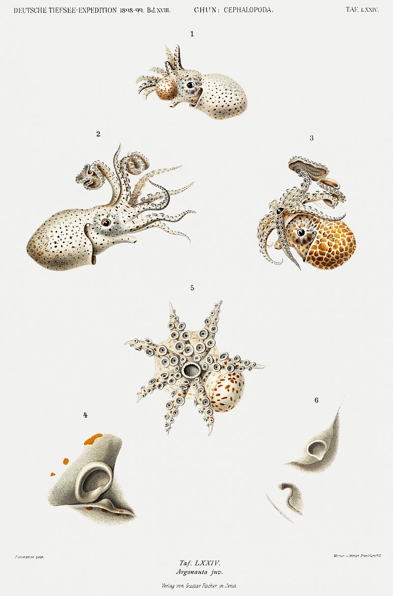 Argonauts illustration from Deutschen Tiefsee-Expedition, German Deep Sea Expedition (1898–1899) by Carl Chun. Original from Biodiversity Heritage Library. Digitally enhanced by rawpixel. Argonauts illustration from Deutschen Tiefsee-Expedition, German Deep Sea Expedition (1898–1899) by Carl Chun. Original…