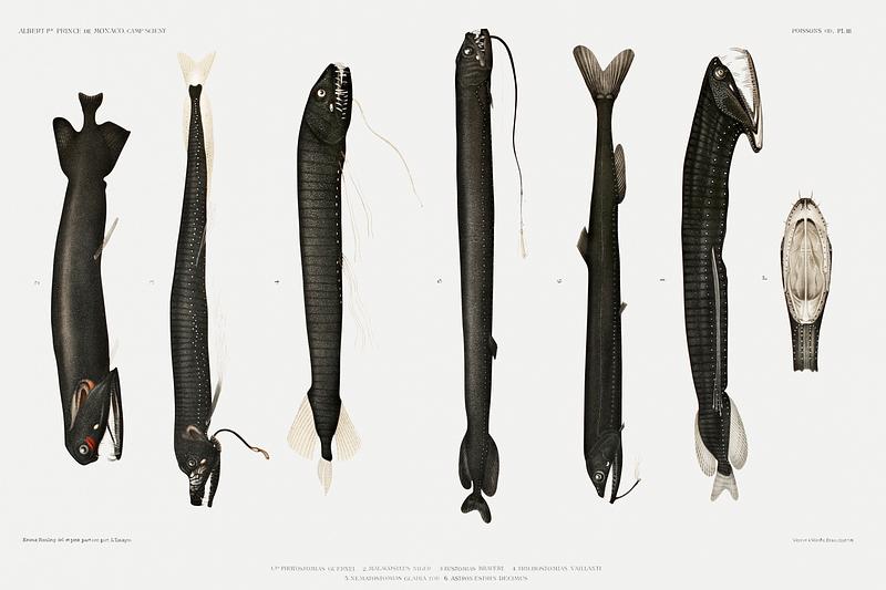 Stomiidae deep sea fish varieties poster Stomiidae deep sea fish varieties set illustration from Résultats des Campagnes Scientifiques by Albert I, Prince of…