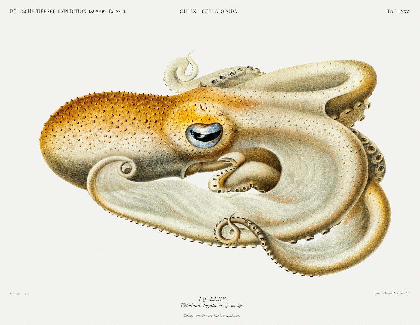 Velodona octopus illustration from Deutschen Tiefsee-Expedition, German Deep Sea Expedition (1898–1899) by Carl Chun.... Velodona octopus illustration from Deutschen Tiefsee-Expedition, German Deep Sea Expedition (1898–1899) by Carl Chun....