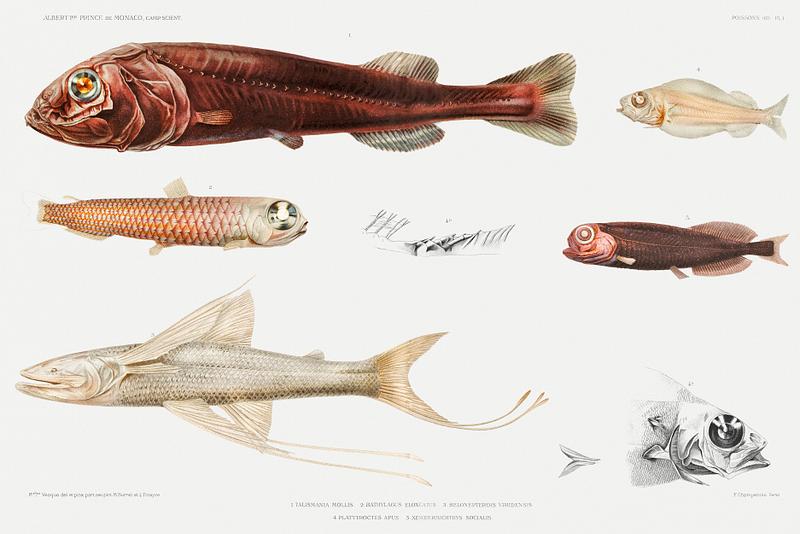 eep sea fish varieties set illustration from Résultats des Campagnes Scientifiques by Albert I, Prince of Monaco (1848–1922). Original from Biodiversity Heritage Library. Digitally enhanced by rawpixel. eep sea fish varieties set illustration from Résultats des Campagnes Scientifiques by Albert I, Prince of Monaco…