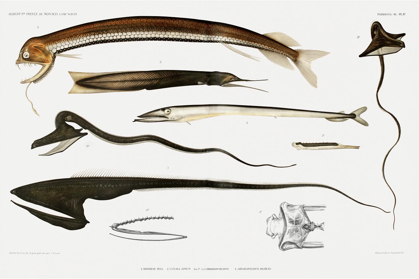 Stomiidae deep sea fish varieties set illustration from Résultats des Campagnes Scientifiques by Albert I, Prince of... Stomiidae deep sea fish varieties set illustration from Résultats des Campagnes Scientifiques by Albert I, Prince of...