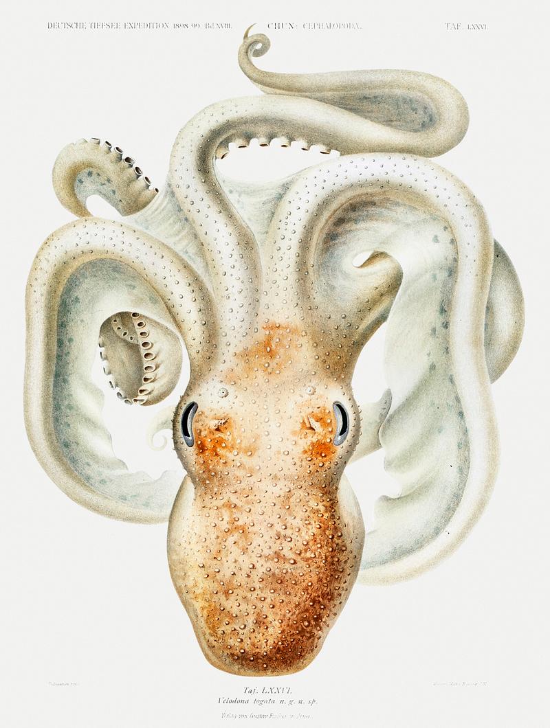 Velodona octopus illustration from Deutschen Tiefsee-Expedition, German Deep Sea Expedition (1898–1899) by Carl Chun. Original from Biodiversity Heritage Library. Digitally enhanced by rawpixel. Velodona octopus illustration from Deutschen Tiefsee-Expedition, German Deep Sea Expedition (1898–1899) by Carl Chun.…