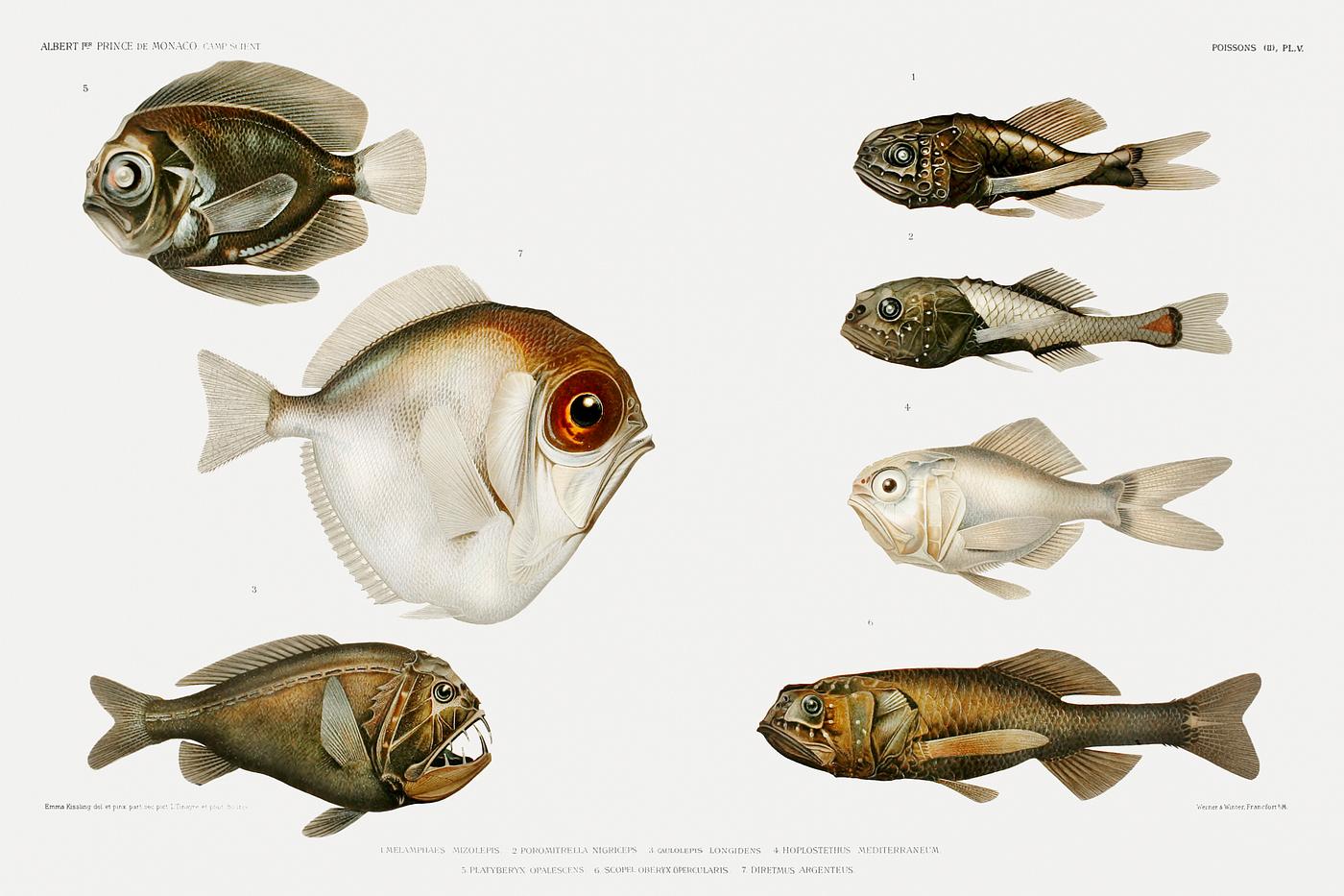 Deep sea fish varieties set illustration from Résultats des Campagnes Scientifiques by Albert I , Prince of Monaco (... Deep sea fish varieties set illustration from Résultats des Campagnes Scientifiques by Albert I , Prince of Monaco (...