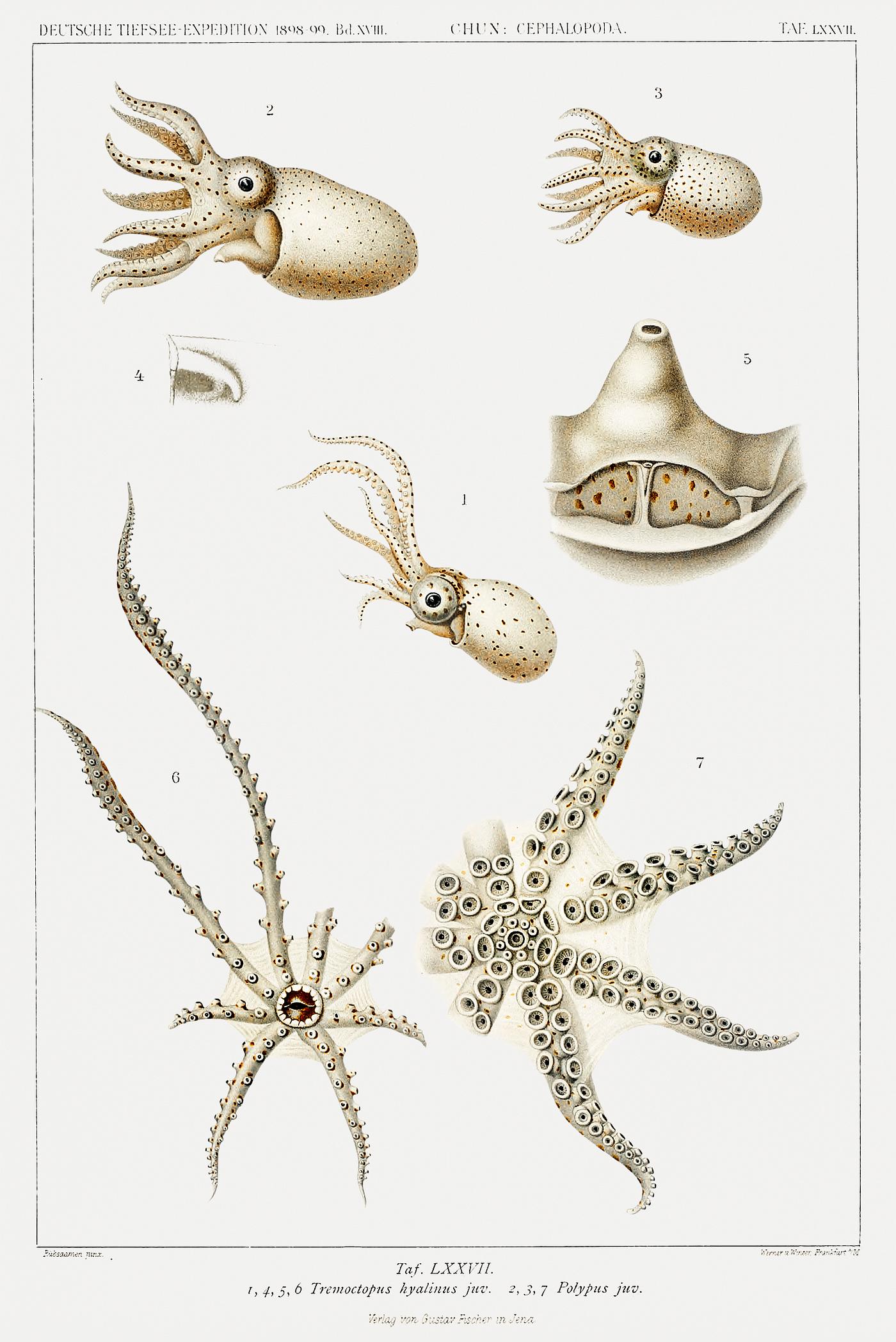 Octopus varieties set illustration from Deutschen Tiefsee-Expedition (German Deep Sea Expedition) (1898–1899) by Carl... Octopus varieties set illustration from Deutschen Tiefsee-Expedition (German Deep Sea Expedition) (1898–1899) by Carl...
