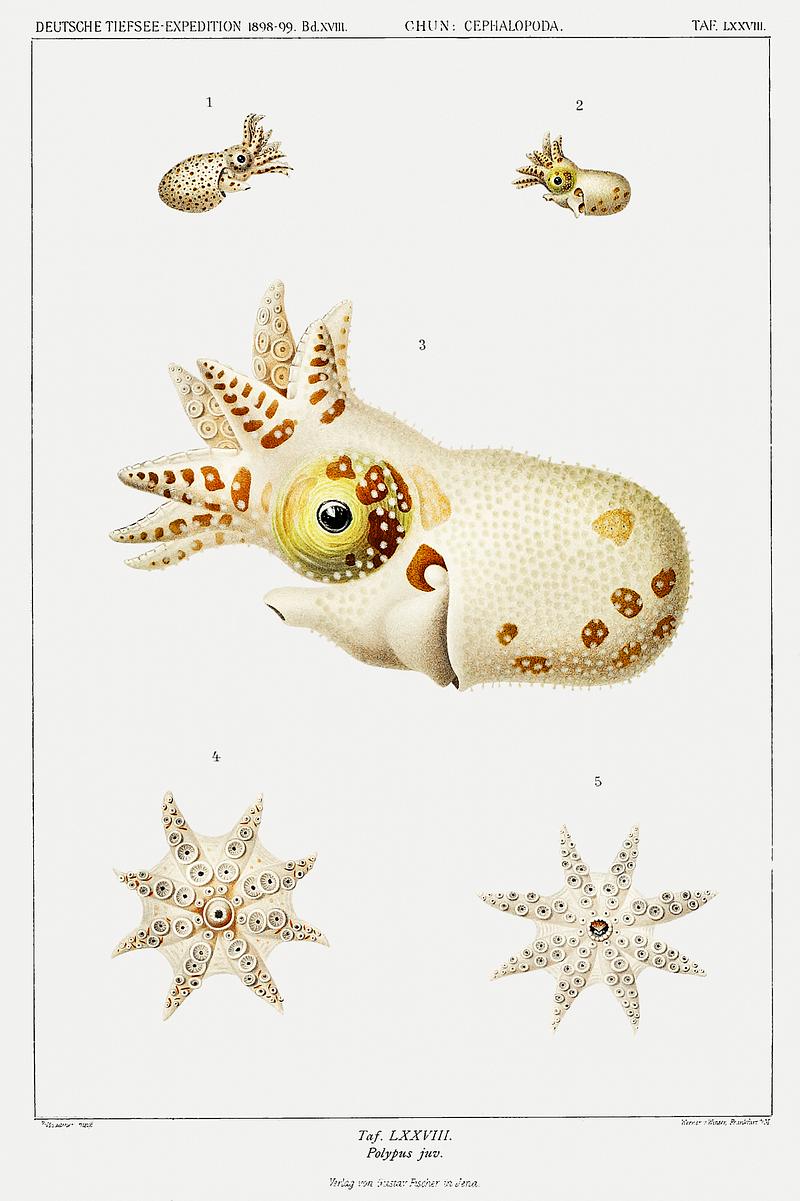 Strange marine life illustration from Deutschen Tiefsee-Expedition, German Deep Sea Expedition (1898–1899) by Carl Chun. Original from Biodiversity Heritage Library. Digitally enhanced by rawpixel. Strange marine life illustration from Deutschen Tiefsee-Expedition, German Deep Sea Expedition (1898–1899) by Carl…