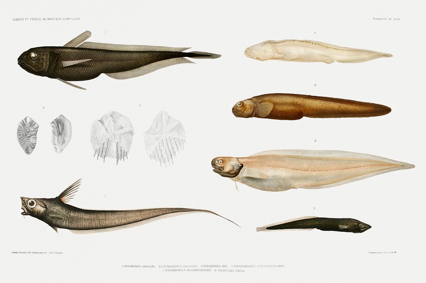 Eel varieties set illustration from Résultats des Campagnes Scientifiques by Albert I, Prince of Monaco (1848–... Eel varieties set illustration from Résultats des Campagnes Scientifiques by Albert I, Prince of Monaco (1848–...