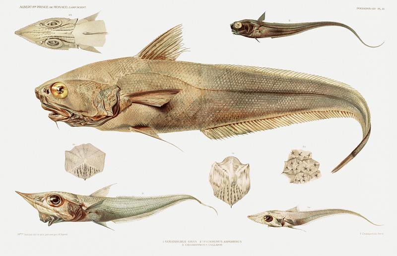 Fish varieties set illustration from Résultats des Campagnes Scientifiques by Albert I, Prince of Monaco (1848–1922). Original from Biodiversity Heritage Library. Digitally enhanced by rawpixel. Fish varieties set illustration from Résultats des Campagnes Scientifiques by Albert I, Prince of Monaco…