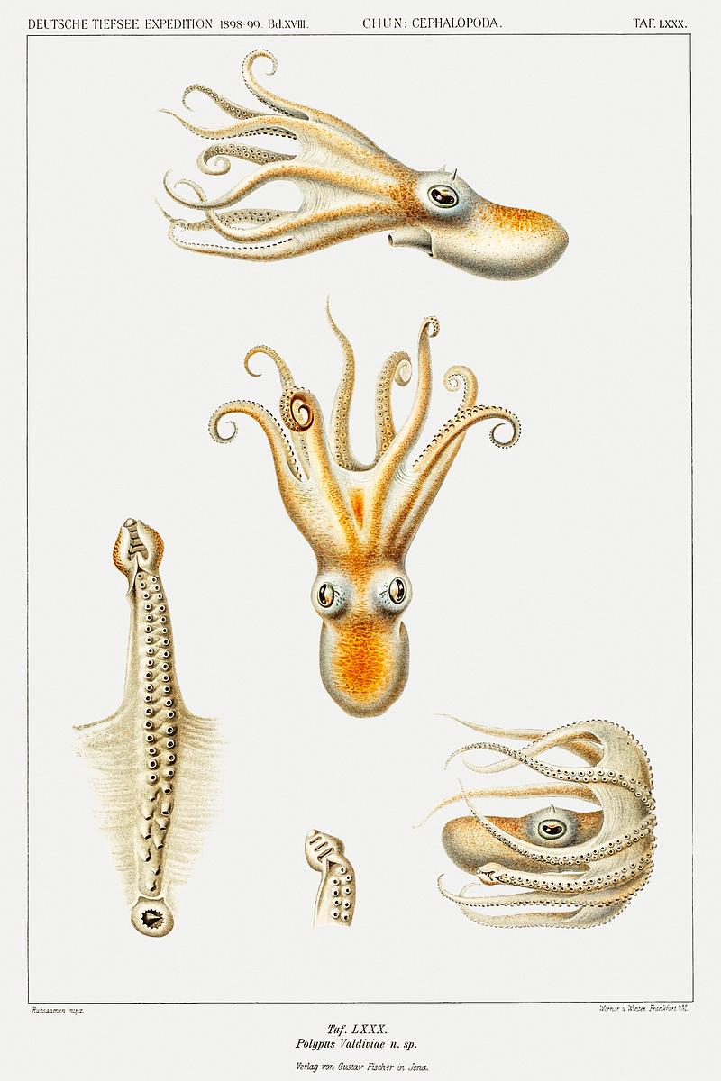 Marine life Bathypolypus octopus illustration from Deutschen Tiefsee-Expedition, German Deep Sea Expedition (1898–1899) by Carl Chun. Original from Biodiversity Heritage Library. Digitally enhanced by rawpixel. Marine life Bathypolypus octopus illustration from Deutschen Tiefsee-Expedition, German Deep Sea Expedition (1898–1899)…