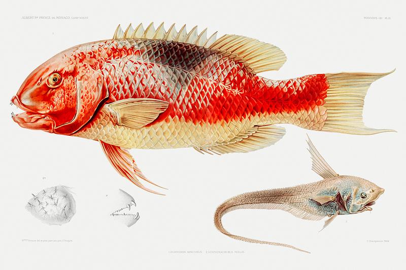 Hogfish and a ray finned fish illustration from Résultats des Campagnes Scientifiques by Albert I, Prince of Monaco (1848–1922). Original from Biodiversity Heritage Library. Digitally enhanced by rawpixel. Hogfish and a ray finned fish illustration from Résultats des Campagnes Scientifiques by Albert I, Prince of Monaco…