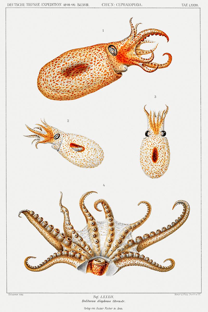 Vintage bolitaena octopus illustration from Deutschen Tiefsee-Expedition, German Deep Sea Expedition (1898–1899) by Carl Chun. Original from Biodiversity Heritage Library. Digitally enhanced by rawpixel. Vintage bolitaena octopus illustration from Deutschen Tiefsee-Expedition, German Deep Sea Expedition (1898–1899) by…