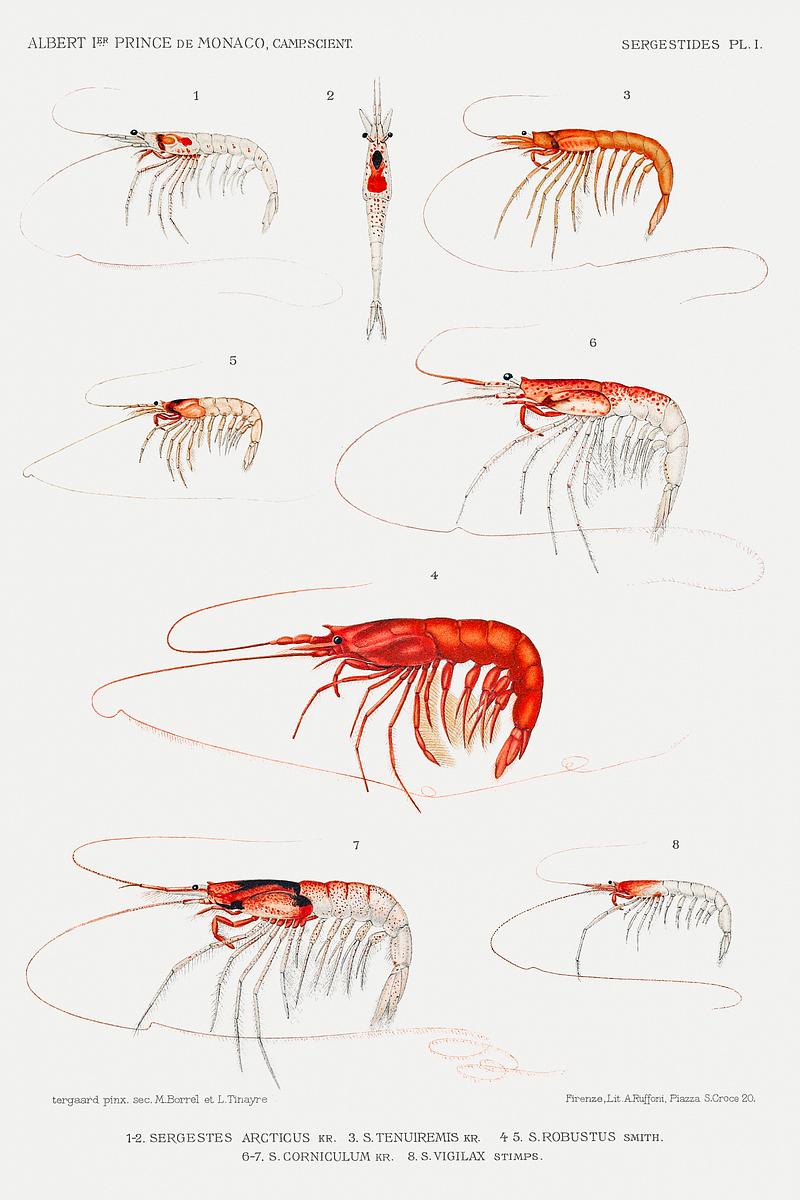 Shrimp varieties set illustration from Résultats des Campagnes Scientifiques by Albert I, Prince of Monaco (1848–1922). Original from Biodiversity Heritage Library. Digitally enhanced by rawpixel. Shrimp varieties set illustration from Résultats des Campagnes Scientifiques by Albert I, Prince of Monaco…