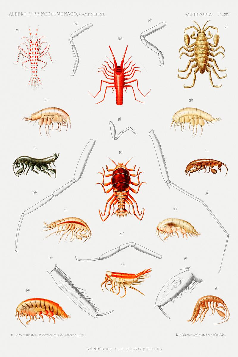 Amphipods of the North Atlantic from Résultats des Campagnes Scientifiques by Albert I, Prince of Monaco (1848–1922). Original from Biodiversity Heritage Library. Digitally enhanced by rawpixel. Amphipods of the North Atlantic from Résultats des Campagnes Scientifiques by Albert I, Prince of Monaco…