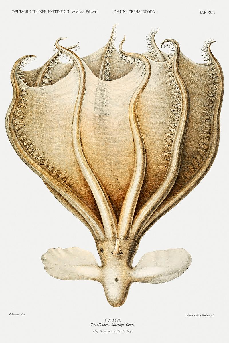 Illustration of a Cirrothauma murrayi octopus from Deutschen Tiefsee-Expedition, German Deep Sea Expedition (1898–1899) by Carl Chun. Original from Biodiversity Heritage Library. Digitally enhanced by rawpixel. Illustration of a Cirrothauma murrayi octopus from Deutschen Tiefsee-Expedition, German Deep Sea Expedition (1898–1899)…