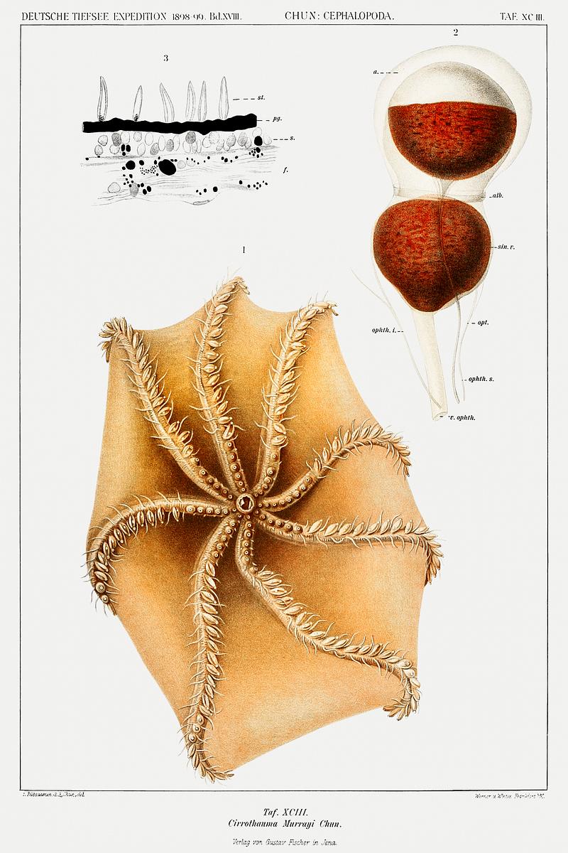 Cirrate octopus illustration from Deutschen Tiefsee-Expedition, German Deep Sea Expedition (1898–1899) by Carl Chun. Original from Biodiversity Heritage Library. Digitally enhanced by rawpixel. Cirrate octopus illustration from Deutschen Tiefsee-Expedition, German Deep Sea Expedition (1898–1899) by Carl Chun.…