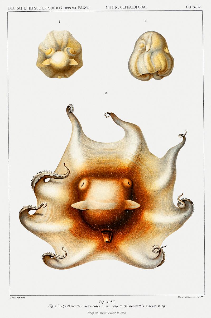 Cirrate octopus illustration from Deutschen Tiefsee-Expedition, German Deep Sea Expedition (1898–1899) by Carl Chun. Original from Biodiversity Heritage Library. Digitally enhanced by rawpixel. Cirrate octopus illustration from Deutschen Tiefsee-Expedition, German Deep Sea Expedition (1898–1899) by Carl Chun.…
