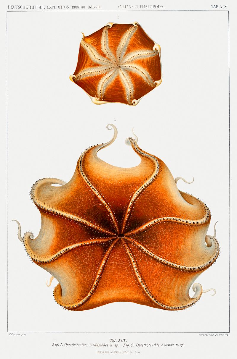 Cirrate octopus illustration from Deutschen Tiefsee-Expedition, German Deep Sea Expedition (1898–1899) by Carl Chun. Original from Biodiversity Heritage Library. Digitally enhanced by rawpixel. Cirrate octopus illustration from Deutschen Tiefsee-Expedition, German Deep Sea Expedition (1898–1899) by Carl Chun.…