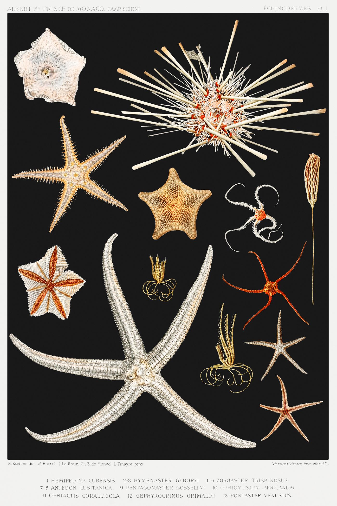 Starfish varieties set illustration from Résultats des Campagnes Scientifiques by Albert I, Prince of Monaco (1848... Starfish varieties set illustration from Résultats des Campagnes Scientifiques by Albert I, Prince of Monaco (1848...