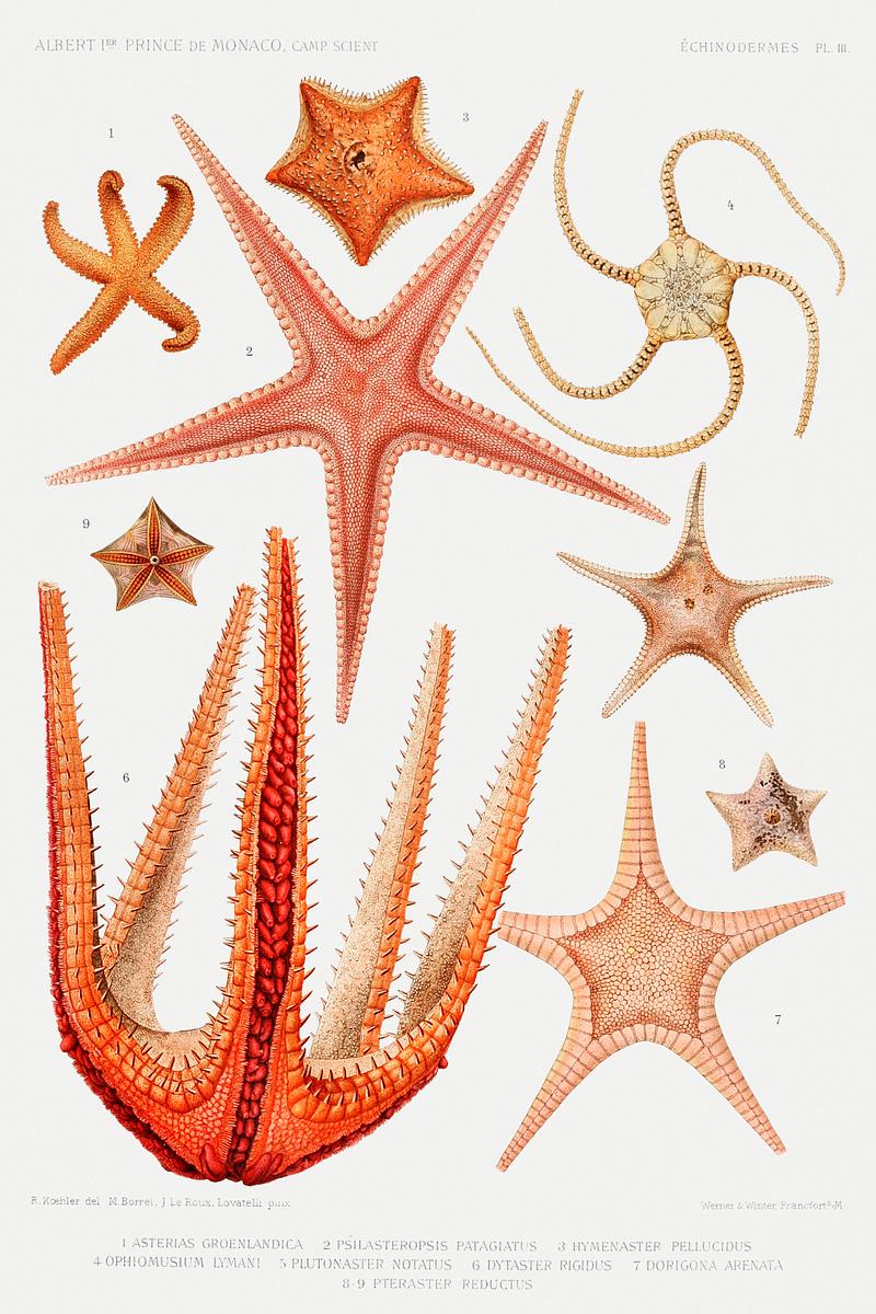 Starfish varieties set illustration from Résultats des Campagnes Scientifiques by Albert I, Prince of Monaco (1848–1922). Original from Biodiversity Heritage Library. Digitally enhanced by rawpixel. Starfish varieties set illustration from Résultats des Campagnes Scientifiques by Albert I, Prince of Monaco…