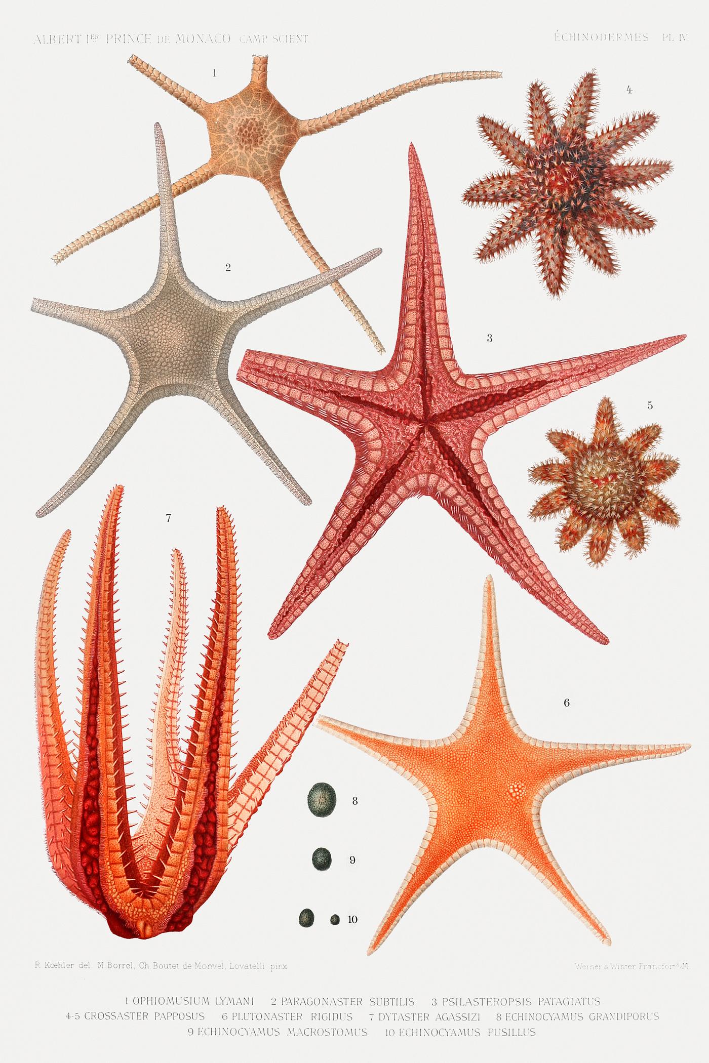 Starfish varieties set illustration from Résultats des Campagnes Scientifiques by Albert I, Prince of Monaco (1848... Starfish varieties set illustration from Résultats des Campagnes Scientifiques by Albert I, Prince of Monaco (1848...