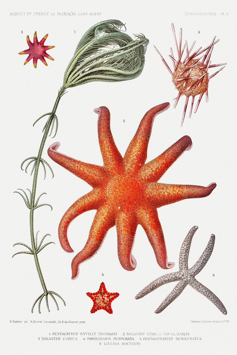 Starfish varieties vintage poster Starfish varieties set illustration from Résultats des Campagnes Scientifiques by Albert I, Prince of Monaco…