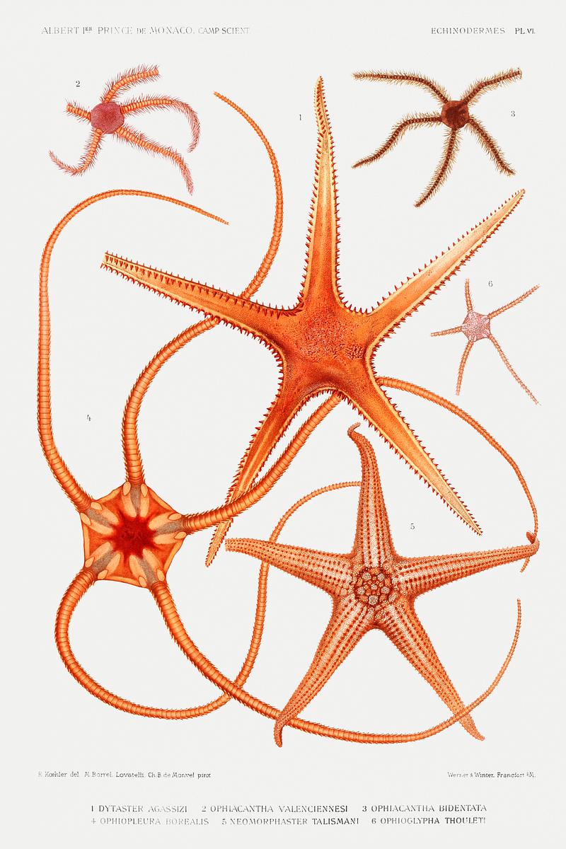 Starfish varieties set illustration from Résultats des Campagnes Scientifiques by Albert I, Prince of Monaco (1848–1922). Original from Biodiversity Heritage Library. Digitally enhanced by rawpixel. Starfish varieties set illustration from Résultats des Campagnes Scientifiques by Albert I, Prince of Monaco…