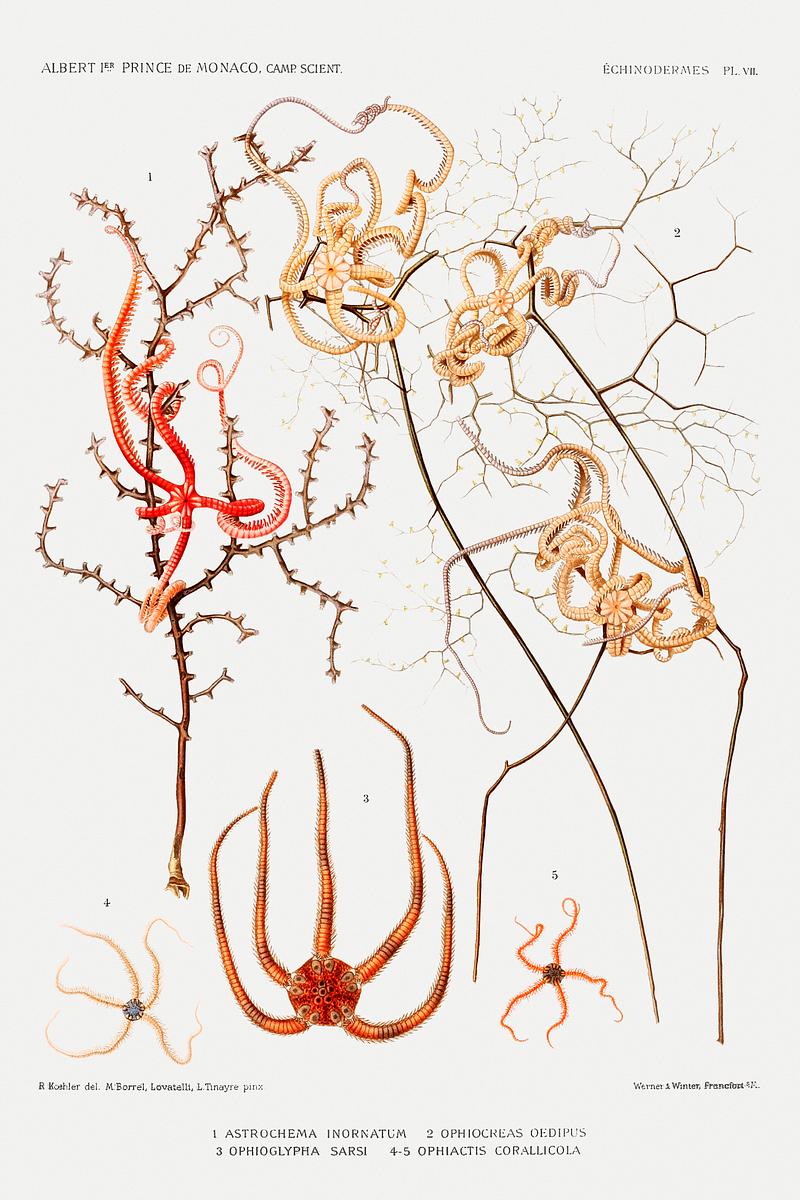 Starfish varieties set illustration from Résultats des Campagnes Scientifiques by Albert I, Prince of Monaco (1848–1922). Original from Biodiversity Heritage Library. Digitally enhanced by rawpixel. Starfish varieties set illustration from Résultats des Campagnes Scientifiques by Albert I, Prince of Monaco…