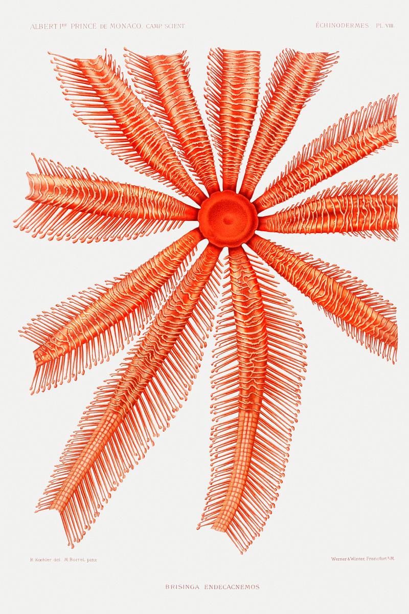 Brisingidae starfish vintage poster Brisingidae starfish illustration from Résultats des Campagnes Scientifiques by Albert I, Prince of Monaco…