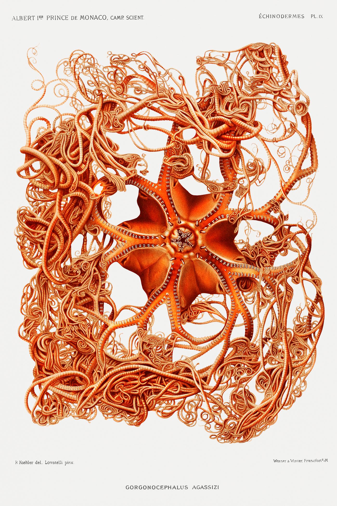 Gorgonocephalus arcticus, a basket star illustration from Résultats des Campagnes Scientifiques by Albert I, Prince... Gorgonocephalus arcticus, a basket star illustration from Résultats des Campagnes Scientifiques by Albert I, Prince...