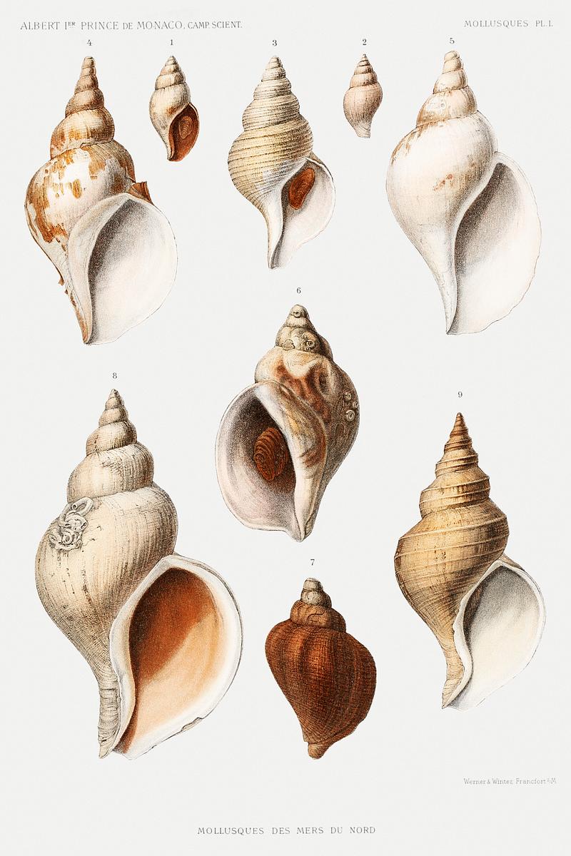 Molluscs of the Northern Seas from Résultats des Campagnes Scientifiques by Albert I, Prince of Monaco (1848–1922). Original from Biodiversity Heritage Library. Digitally enhanced by rawpixel. Molluscs of the Northern Seas from Résultats des Campagnes Scientifiques by Albert I, Prince of Monaco…