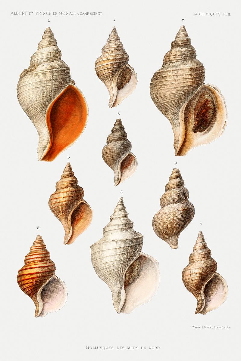 Molluscs of the Northern Seas from Résultats des Campagnes Scientifiques by Albert I, Prince of Monaco (1848–1922). Original from Biodiversity Heritage Library. Digitally enhanced by rawpixel. Molluscs of the Northern Seas from Résultats des Campagnes Scientifiques by Albert I, Prince of Monaco…