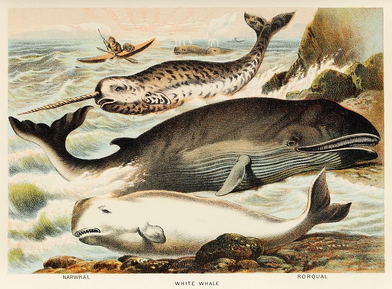 Narwhal, White whale, and Rorqual from Johnson's household book of nature (1880) by John Karst (1836-1922). Narwhal, White whale, and Rorqual from Johnson's household book of nature (1880) by John Karst (1836-1922).