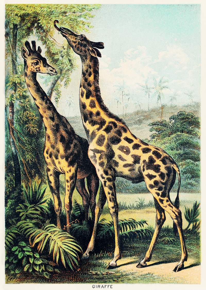 Giraffe from Johnson's household book of nature (1880) by John Karst (1836-1922).