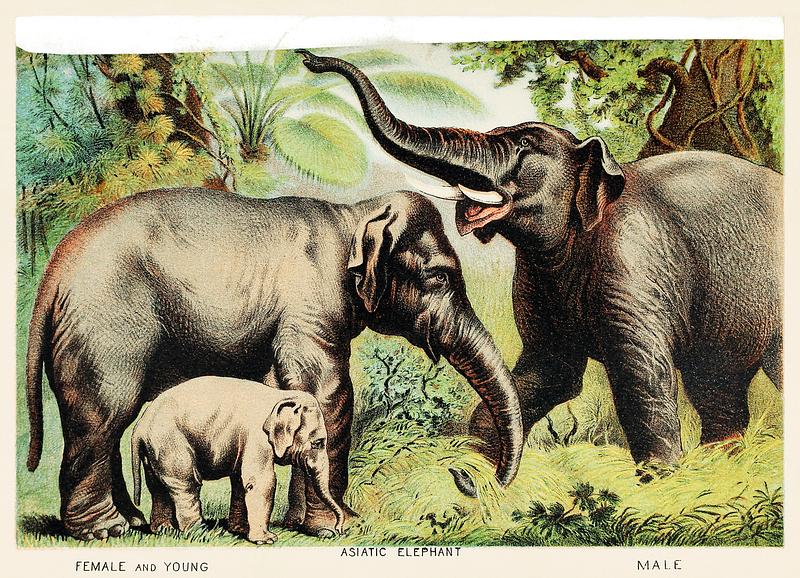 Asiatic elephant from Johnson's Household Book of Nature (1880) by John Karst (1836-1922). Asiatic elephant from Johnson's Household Book of Nature (1880) by John Karst (1836-1922).