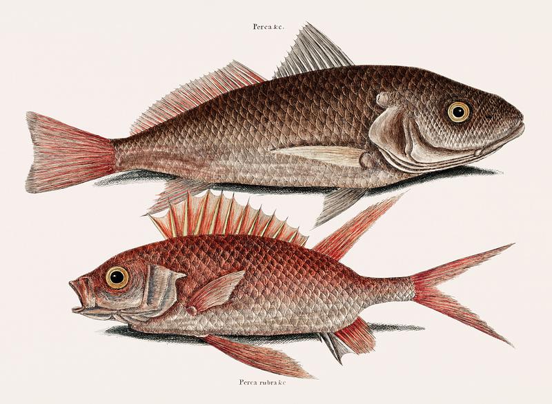 Croaker (Perca marina) Squirrelfish (Perca rubra) from The Natural History of Carolina, Florida, and the Bahama Islands (1754) by Mark Catesby (1683-1749). Croaker (Perca marina) Squirrelfish (Perca rubra) from The Natural History of Carolina, Florida, and the Bahama Islands…