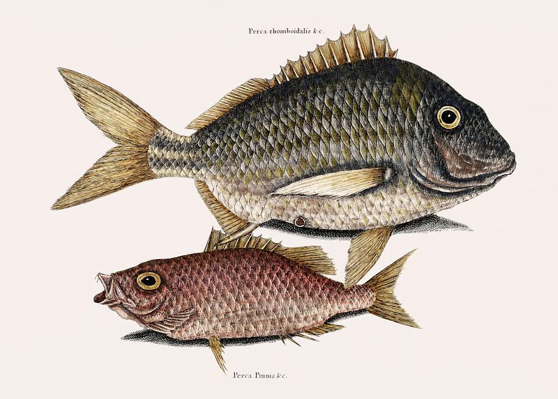 Pork Fish (Perca romboidalis) Schoolmaster fish (Perca pinnis) from The Natural History of Carolina, Florida, and the Bahama Islands (1754) by Mark Catesby (1683-1749). Pork Fish (Perca romboidalis) Schoolmaster fish (Perca pinnis) from The Natural History of Carolina, Florida, and the Bahama…