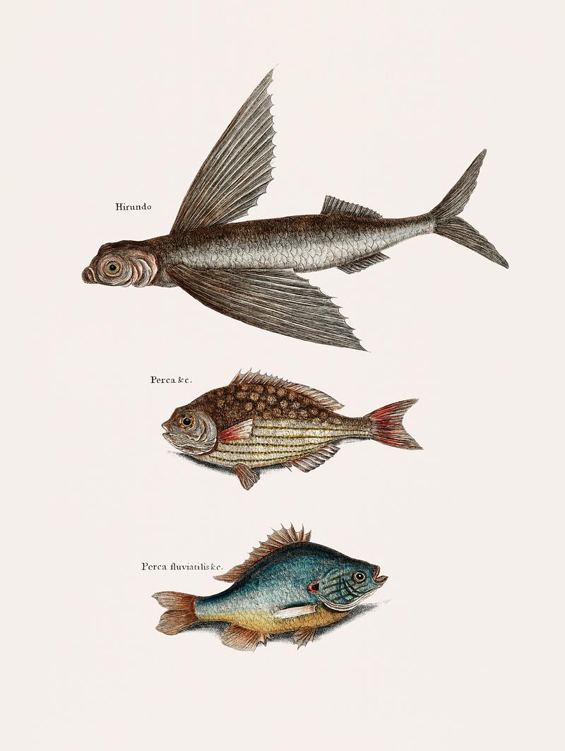 Flying Fish (Hirundo), Rudder Fish (Perca sectatrix) and Perch (Perca fluviatilis) from The Natural History of Carolina, Florida, and the Bahama Islands (1754) by Mark Catesby (1683-1749). Flying Fish (Hirundo), Rudder Fish (Perca sectatrix) and Perch (Perca fluviatilis) from The Natural History of Carolina…