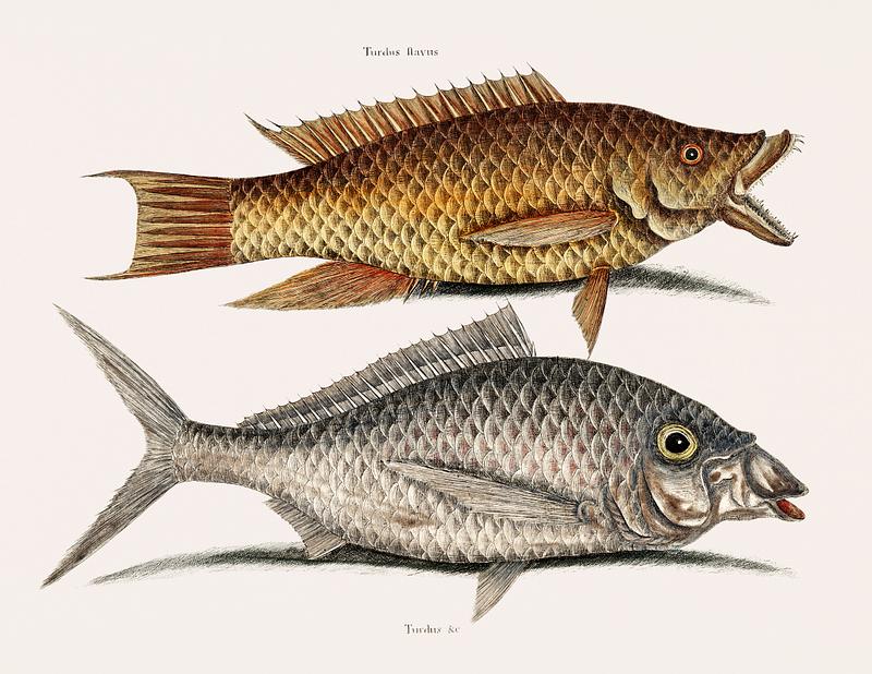 Hog fish (Turdus Flavus) Shad fish (Turdus cinereus peltatus) from The natural history of Carolina, Florida, and the Bahama Islands (1754) by Mark Catesby (1683-1749). Hog fish (Turdus Flavus) Shad fish (Turdus cinereus peltatus) from The natural history of Carolina, Florida, and the Bahama…