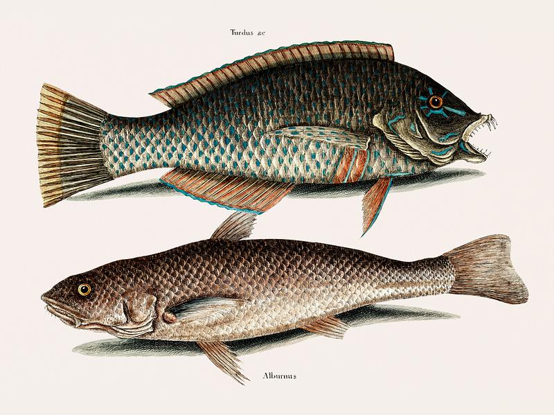 Puddingwife (Turdus Oculo radiato) Carolina Whiting (Alburnus Americanus) from The natural history of Carolina, Florida, and the Bahama Islands (1754) by Mark Catesby (1683-1749). Puddingwife (Turdus Oculo radiato) Carolina Whiting (Alburnus Americanus) from The natural history of Carolina, Florida, and…