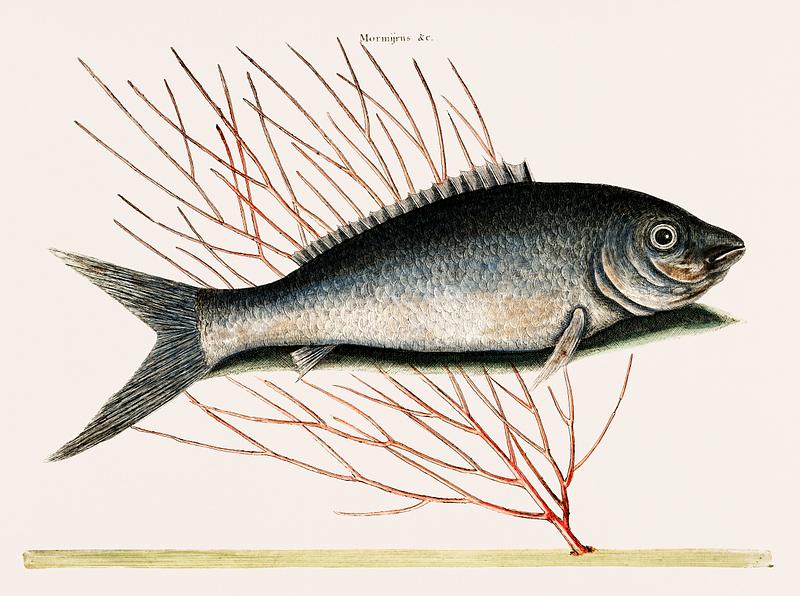 Bone-Fish (Mormyrus ex cinero nigricans) from The natural history of Carolina, Florida, and the Bahama Islands (1754) by Mark Catesby (1683-1749). Bone-Fish (Mormyrus ex cinero nigricans) from The natural history of Carolina, Florida, and the Bahama Islands (1754) by Mark…
